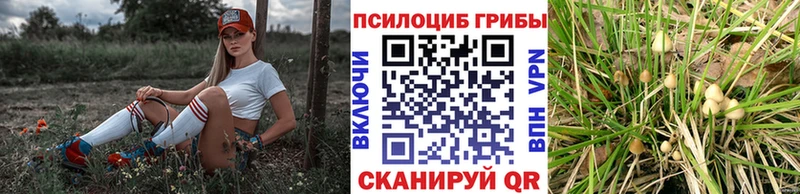 ОМГ ОМГ   продажа наркотиков  Сысерть  Галлюциногенные грибы Psilocybe 